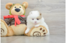 Best Pomeranian Baby