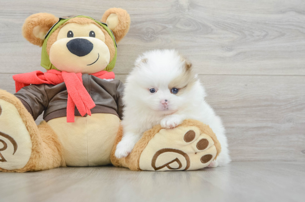 5 week old Pomeranian Puppy For Sale - Puppy Love PR