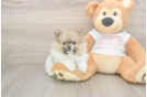 Playful Pomeranian Purebred Pup