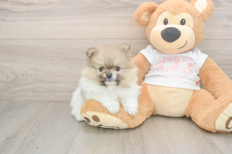 Playful Pomeranian Purebred Pup