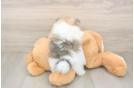 Pomeranian Pup Being Cute