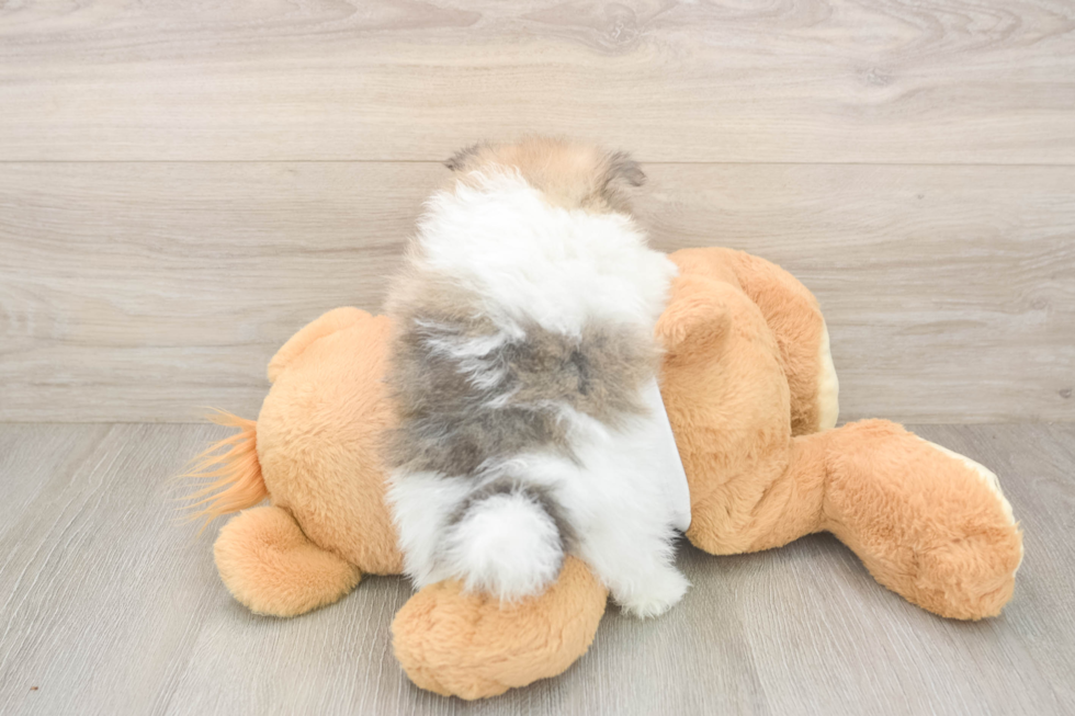 Pomeranian Pup Being Cute