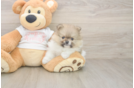 Little Pomeranian Baby