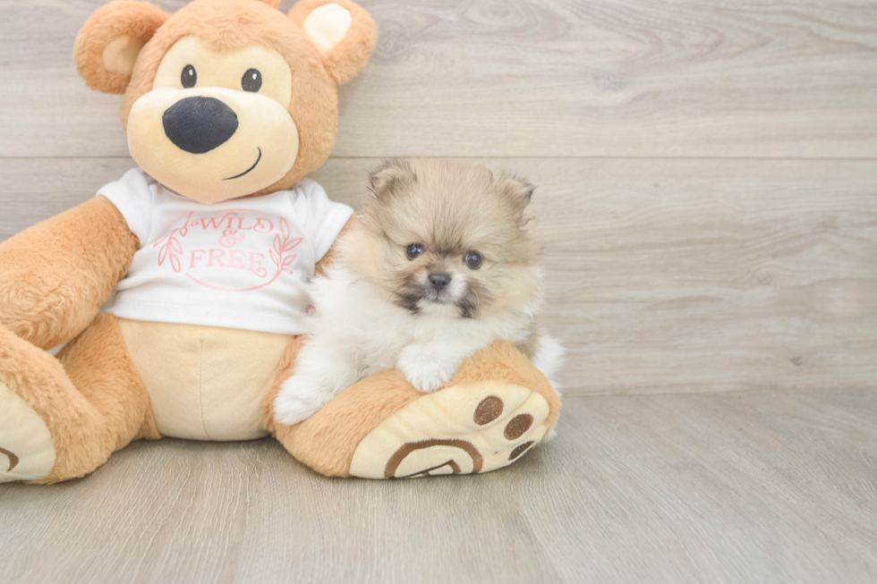 Little Pomeranian Baby