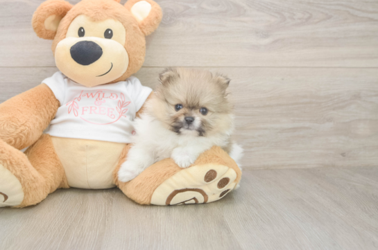 Little Pomeranian Baby