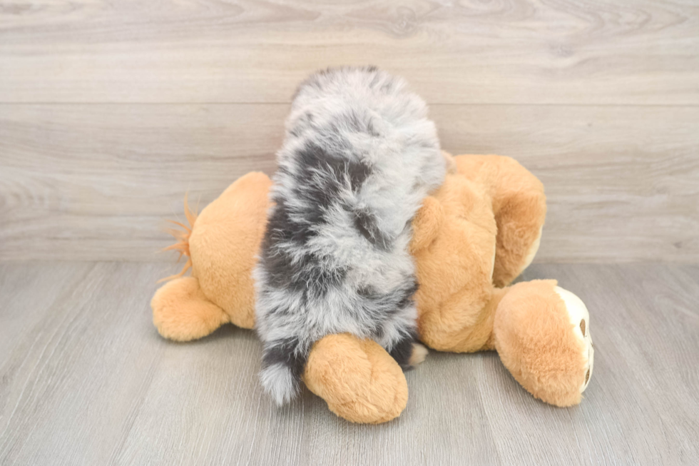 Pomeranian Puppy for Adoption