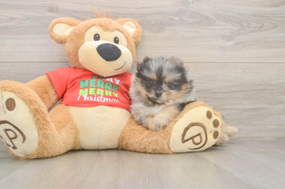 5 week old Pomeranian Puppy For Sale - Puppy Love PR