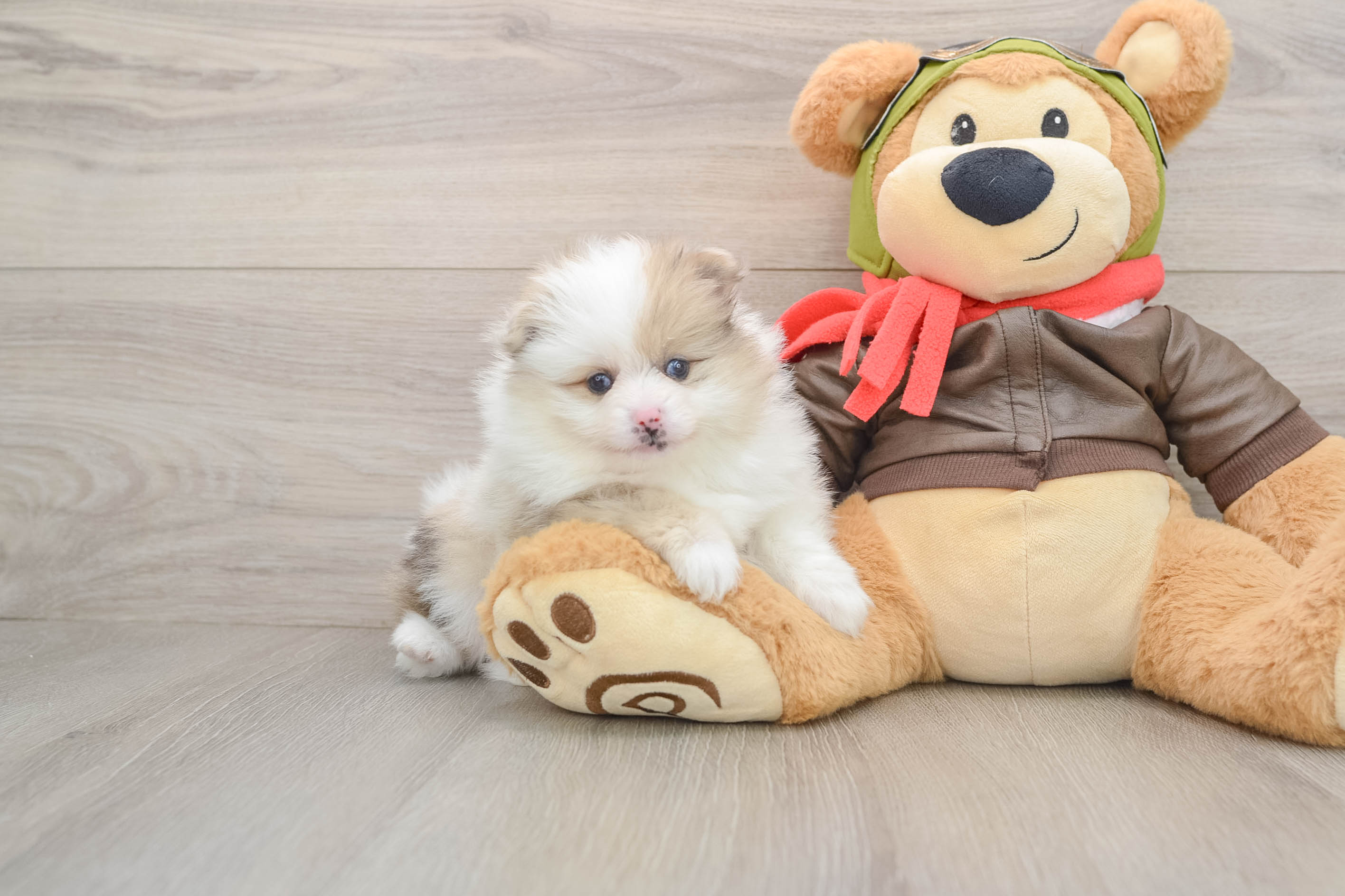 Akc Registered Pomeranian Baby