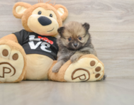 7 week old Pomeranian Puppy For Sale - Puppy Love PR