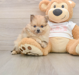 8 week old Pomeranian Puppy For Sale - Puppy Love PR