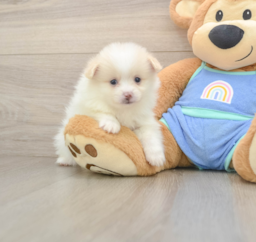 7 week old Pomeranian Puppy For Sale - Puppy Love PR