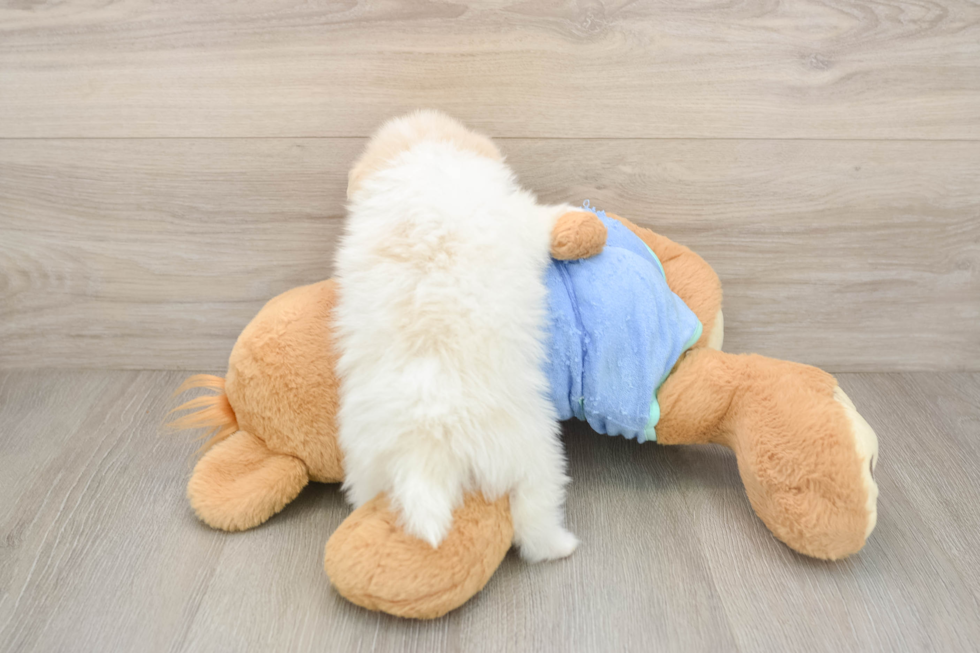 Pomeranian Puppy for Adoption