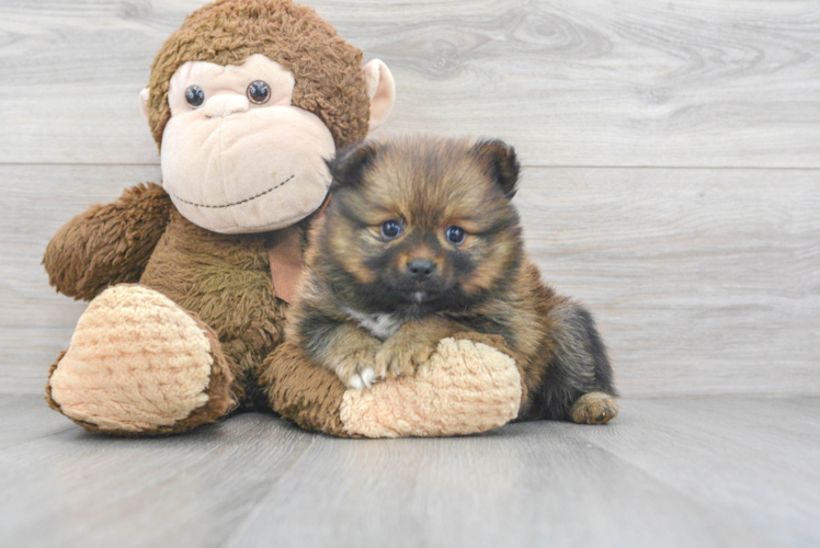 Friendly Pomeranian Baby