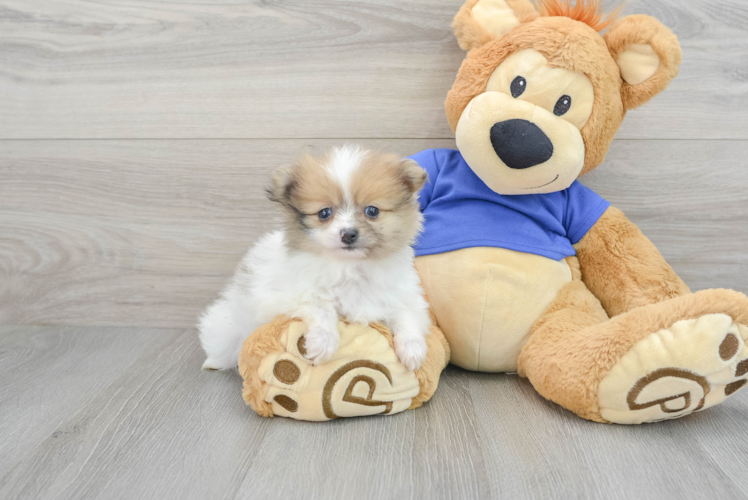 Pomeranian Pup Being Cute