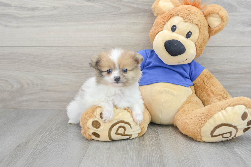 5 week old Pomeranian Puppy For Sale - Puppy Love PR