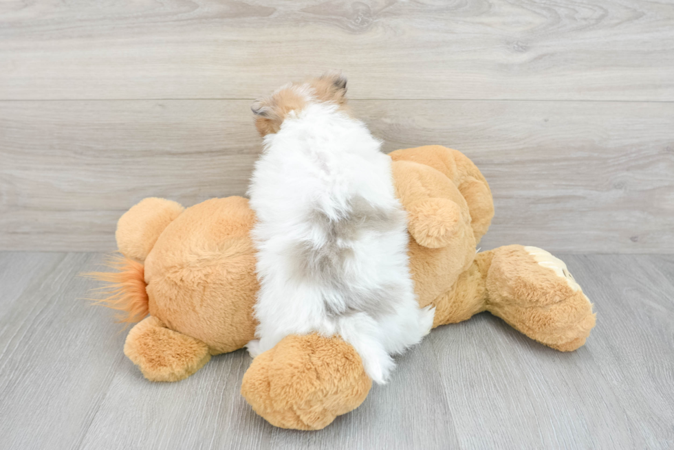 Akc Registered Pomeranian Purebred Pup