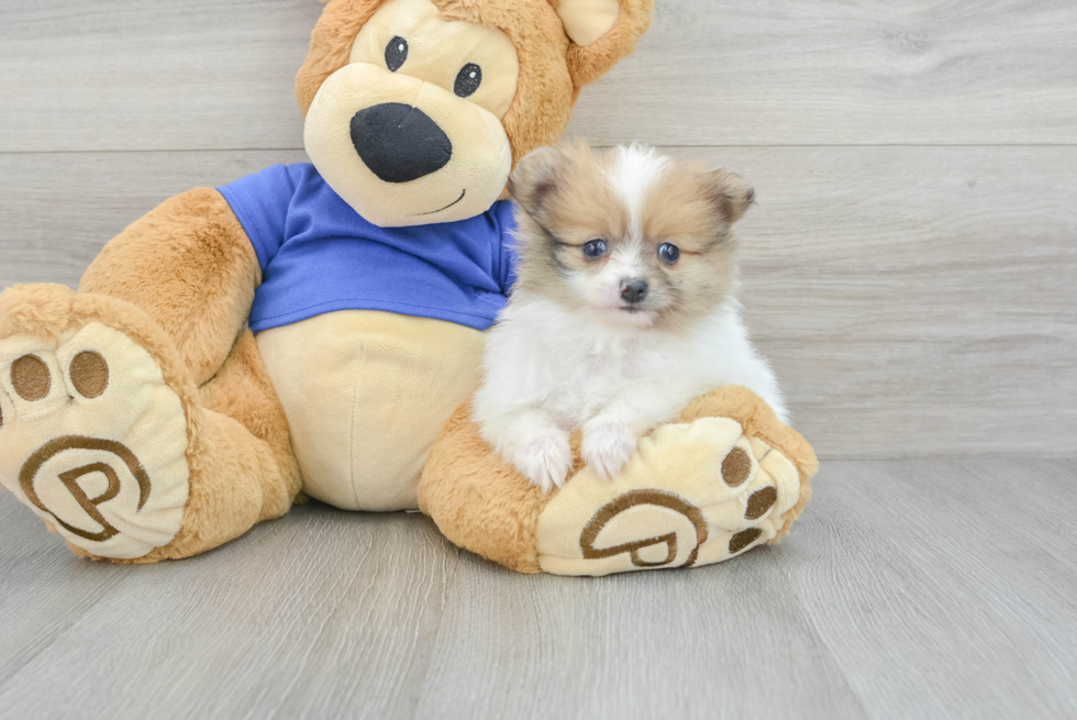 Happy Pomeranian Purebred Puppy