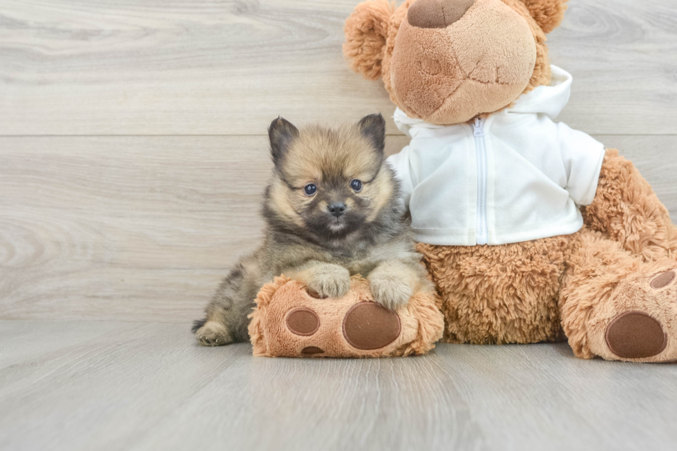 Energetic Pom Pom Purebred Puppy