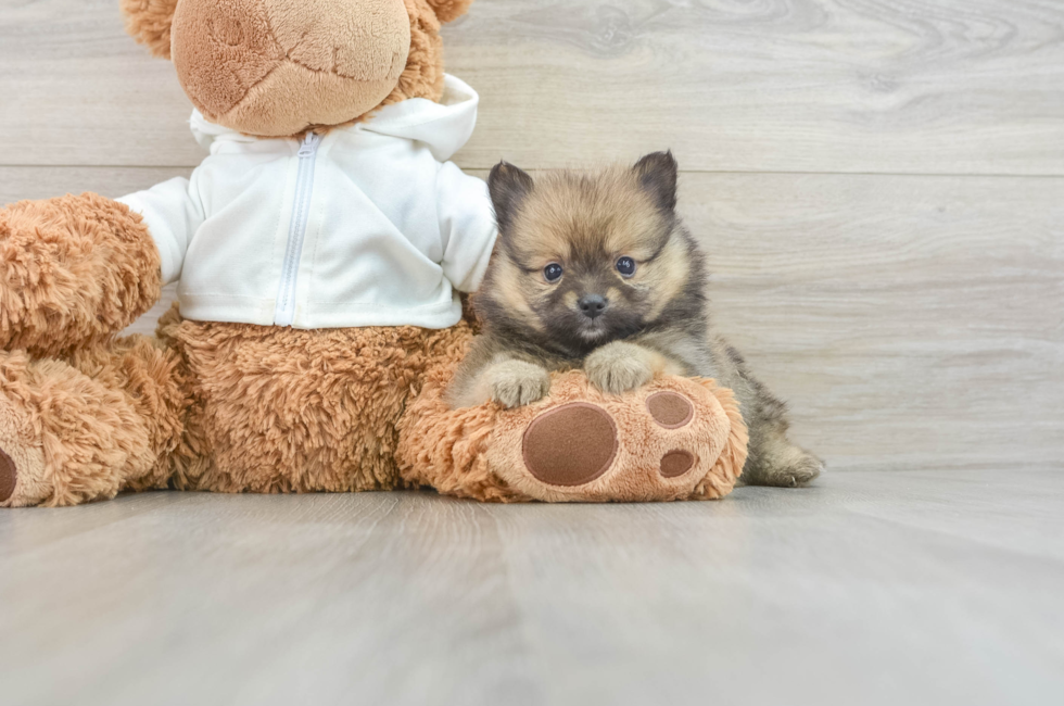 6 week old Pomeranian Puppy For Sale - Puppy Love PR