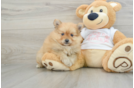 Hypoallergenic Pomeranian Baby