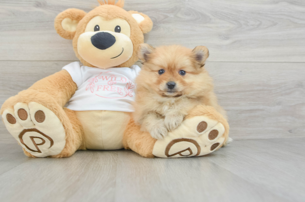 5 week old Pomeranian Puppy For Sale - Puppy Love PR