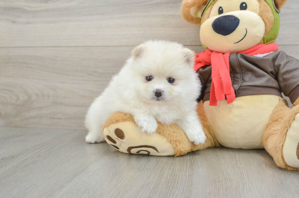 5 week old Pomeranian Puppy For Sale - Puppy Love PR