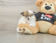 6 week old Pomeranian Puppy For Sale - Puppy Love PR