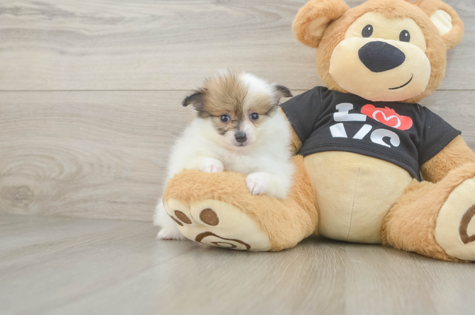 5 week old Pomeranian Puppy For Sale - Puppy Love PR