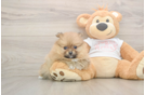 Pomeranian Pup Being Cute