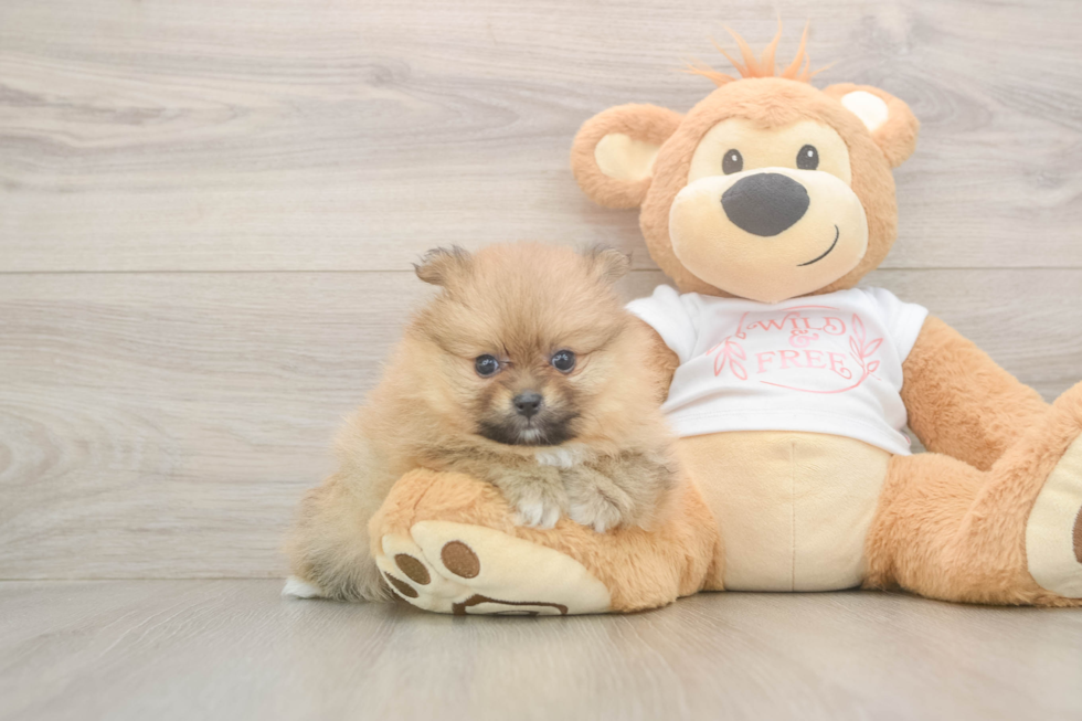 Pomeranian Pup Being Cute