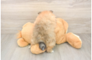 Best Pomeranian Baby
