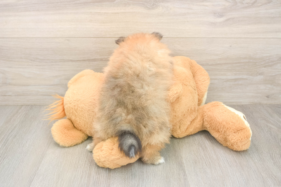 Best Pomeranian Baby