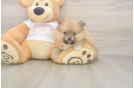 Best Pomeranian Baby