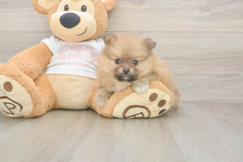 Best Pomeranian Baby