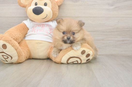 Best Pomeranian Baby