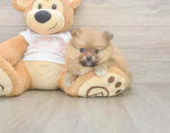 8 week old Pomeranian Puppy For Sale - Puppy Love PR 8 week old Pomeranian Puppy For Sale - Puppy Love PR