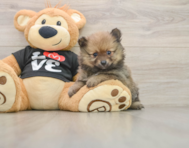8 week old Pomeranian Puppy For Sale - Puppy Love PR