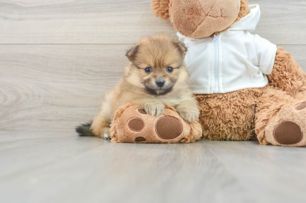 6 week old Pomeranian Puppy For Sale - Puppy Love PR