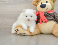 5 week old Pomeranian Puppy For Sale - Puppy Love PR