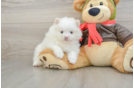 Akc Registered Pomeranian Purebred Pup
