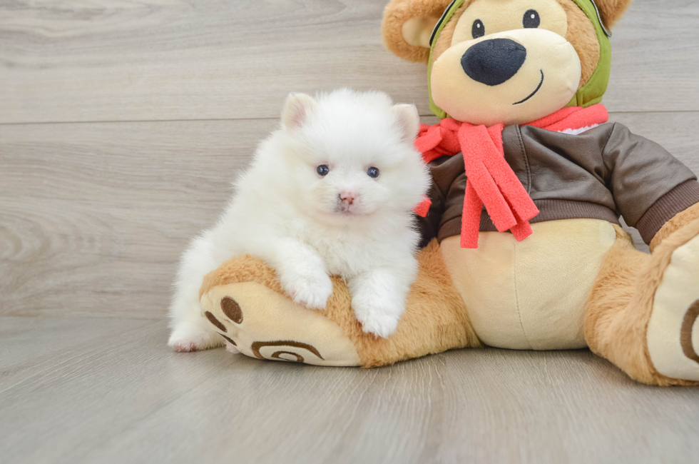5 week old Pomeranian Puppy For Sale - Puppy Love PR