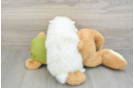 Hypoallergenic Pomeranian Baby