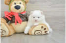 Pomeranian Puppy for Adoption