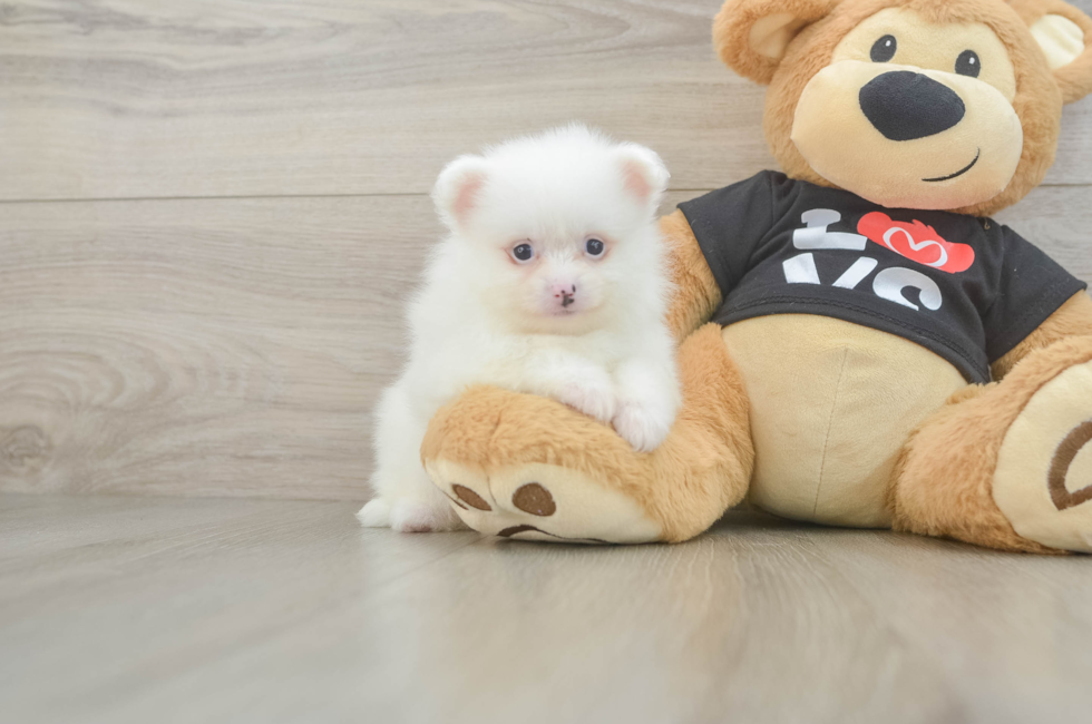 5 week old Pomeranian Puppy For Sale - Puppy Love PR