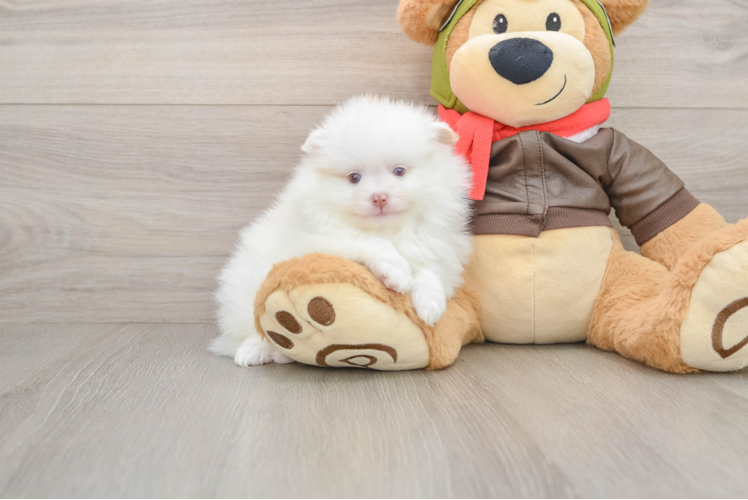 Smart Swergspitz Purebred Puppy