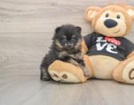 8 week old Pomeranian Puppy For Sale - Puppy Love PR