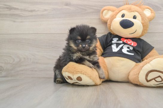 Popular Pomeranian Purebred Pup