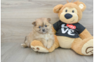 Pomeranian Puppy for Adoption