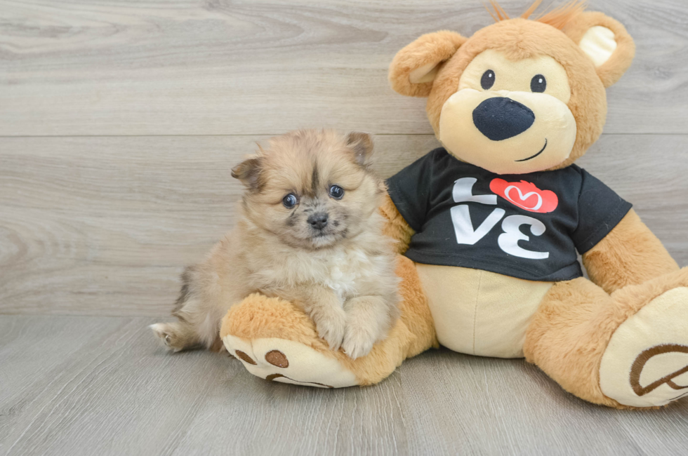 6 week old Pomeranian Puppy For Sale - Puppy Love PR