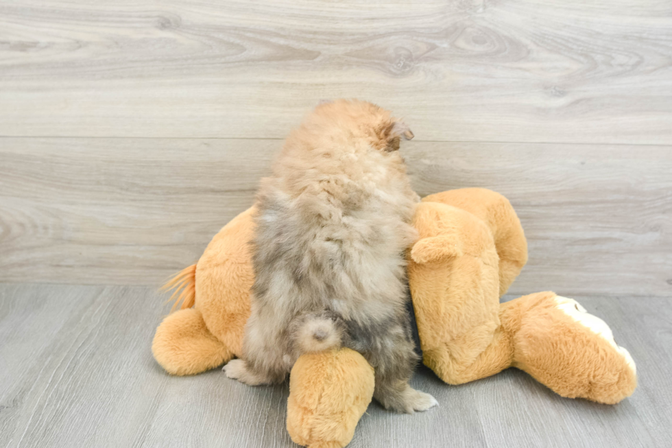 Happy Dwarf Spitz Purebred Puppy